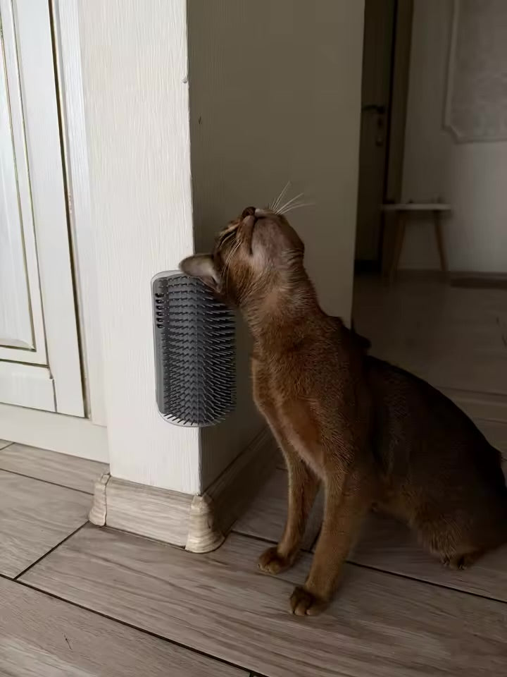 Ayame’s Scratch Spot 🐾