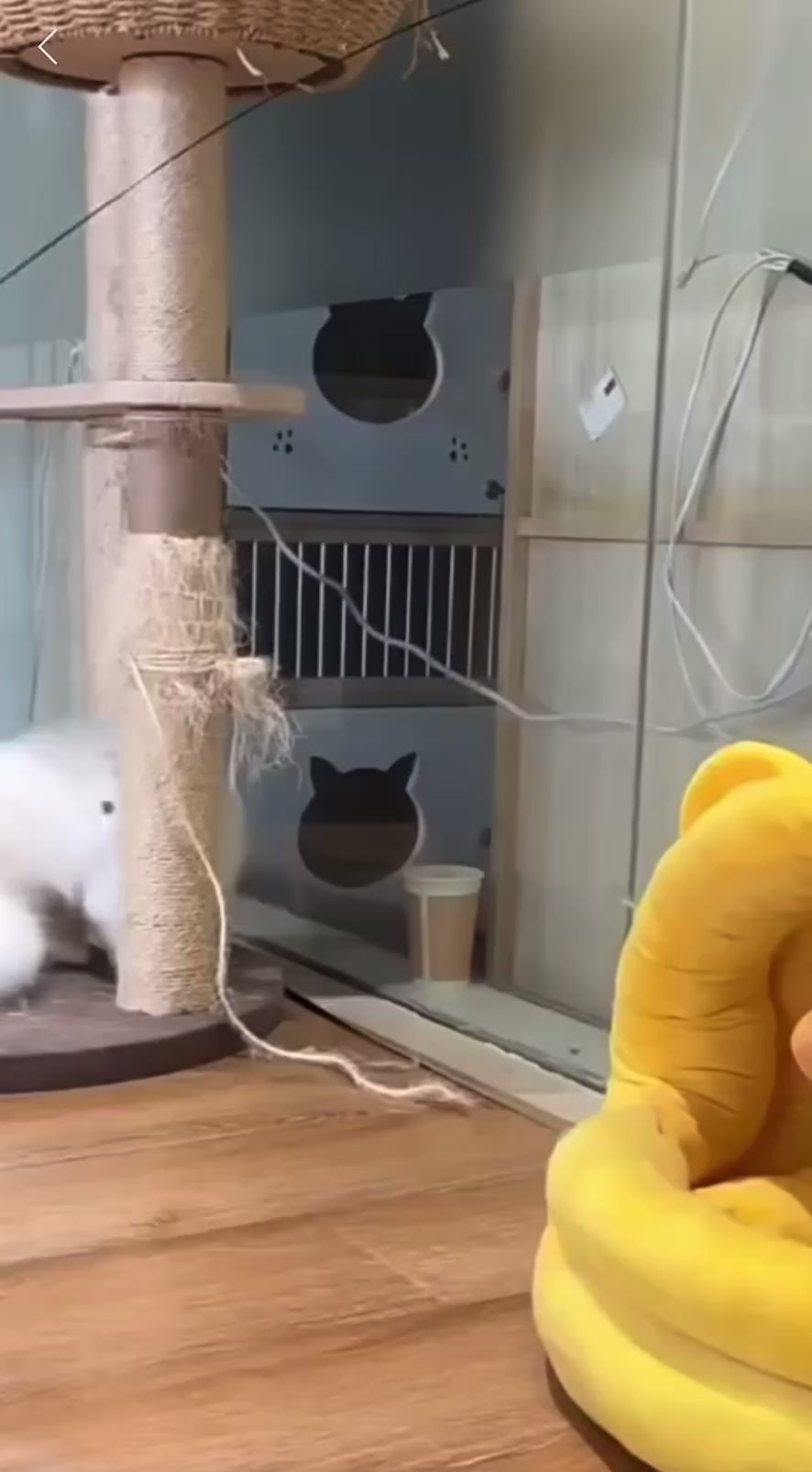 Jump & Pounce Cat Teaser